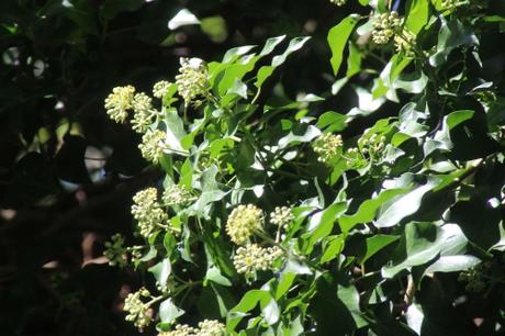 Hedera helix 6 hedera veneux 28 sept 2015 007.jpg