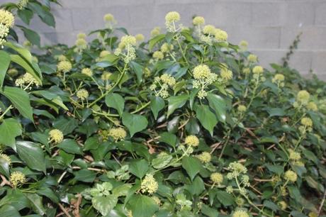 Hedera helix 2 hedera veneux 26 sept 2015 007.jpg