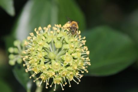 Hedera helix a hedera veneux 26 sept 2015 004.jpg