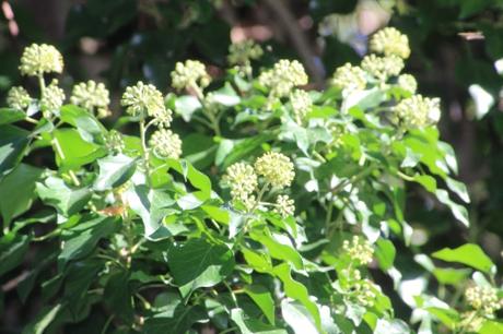 Hedera helix 5 hedera veneux 28 sept 2015 008.jpg