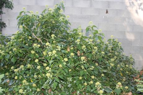 Hedera helix 1 hedera veneux 26 sept 2015 001.jpg