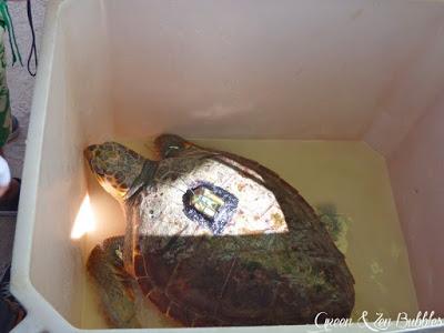 Panisse, la tortue marine, est retournée chez elle !