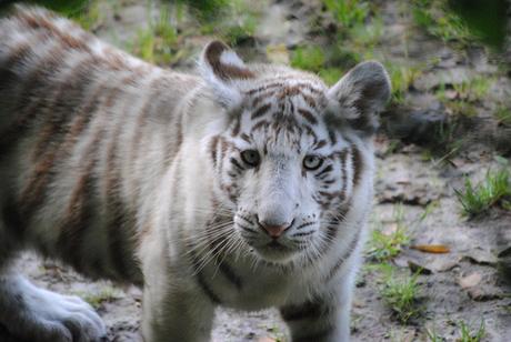 {au cerza /4/} Les tigres blancs. (4) Les petites tigresses blanches.