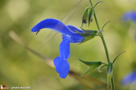 Calendrier lunaire pour jardiner en Octobre 2015 Sauge-bleue