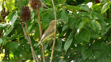 Le pouillot fitis Oléron / pouillot fitis ?