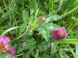 trflerouge trflerouge