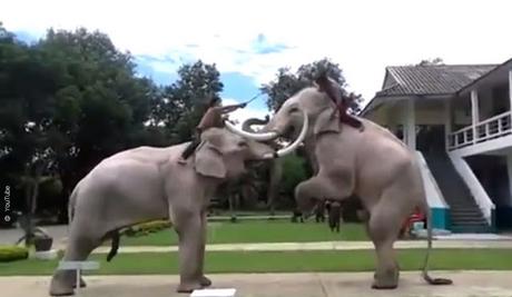 Thaïlande, éléphants blancs en répetition, dans les coulisses [HD]