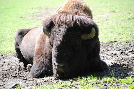 (1) Le bison d'Amérique.