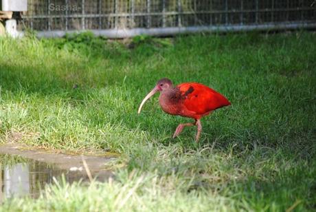 (1) L'ibis rouge.