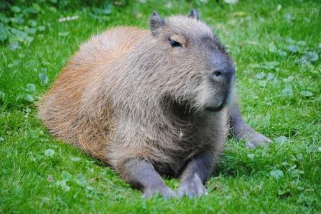 (1) Le capybara.