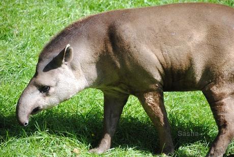 (4) Le tapir terrestre.