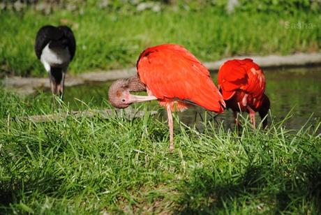 (2) L'ibis rouge.