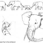 dessin de elephant