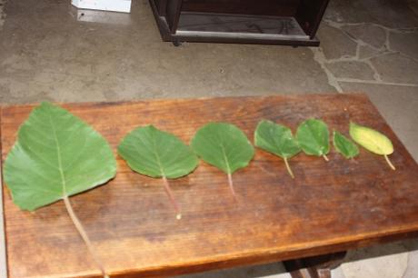1 actinidia feuilles veneux 4 oct 2015 001 (1).jpg