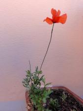 Rond de Sorcière #60 Rond de Sorciere 60 12