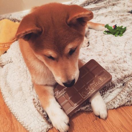 Les résultats du concours Too Faced Semi Sweet Chocolate Bar Kenzo Shiba Inu
