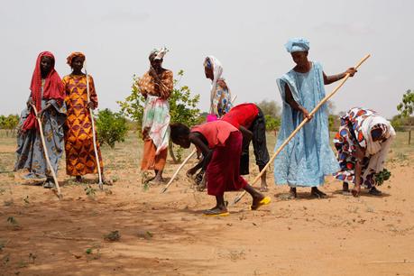 La grande muraille verte: ralentir la désertification au coeur de l’Afrique Crédit Photo : Unesco Green Citizen / Cahen / Sipa
