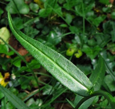 Campanula persicifolia (Campanule à feuilles de pêcher)