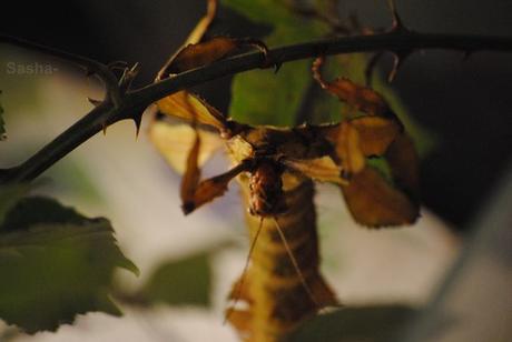 {phasmes} Nouvelles...! 2