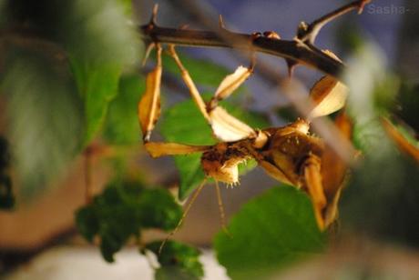 {phasmes} Nouvelles...! 1