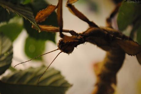 {phasmes} Nouvelles...! 5