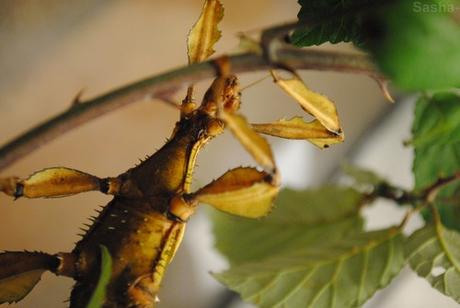 {phasmes} Nouvelles...! 4