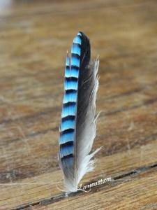 Rond de Sorcière #61 Rond de Sorciere 61 14