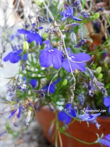 Rond de Sorcière #61 Rond de Sorciere 61 16