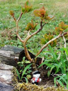 Rond de Sorcière #61 Rond de Sorciere 61 09