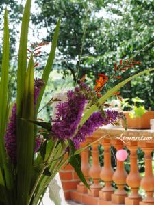 Rond de Sorcière #61 Rond de Sorciere 61 03