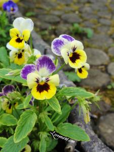 Rond de Sorcière #61 Rond de Sorciere 61 10