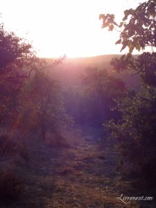 Rond de Sorcière #61 Rond de Sorciere 61 07