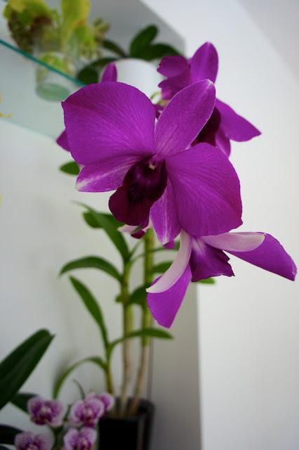 FLOWER POWER FLOWER POWER