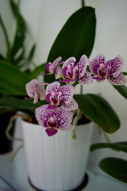 FLOWER POWER FLOWER POWER