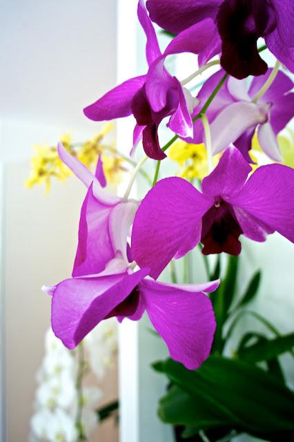 FLOWER POWER FLOWER POWER