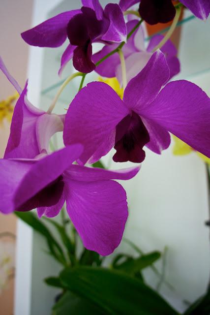 FLOWER POWER FLOWER POWER