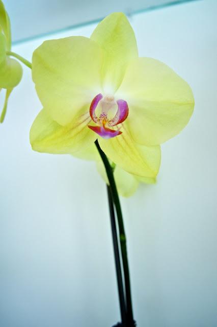 FLOWER POWER FLOWER POWER