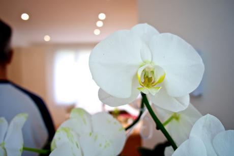 FLOWER POWER FLOWER POWER