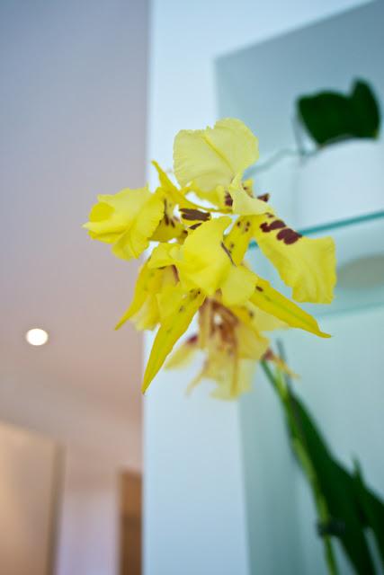 FLOWER POWER FLOWER POWER