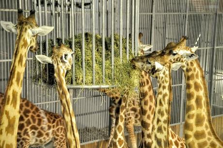 petit-dejeuner-avec-les-girafes-zoo-paris