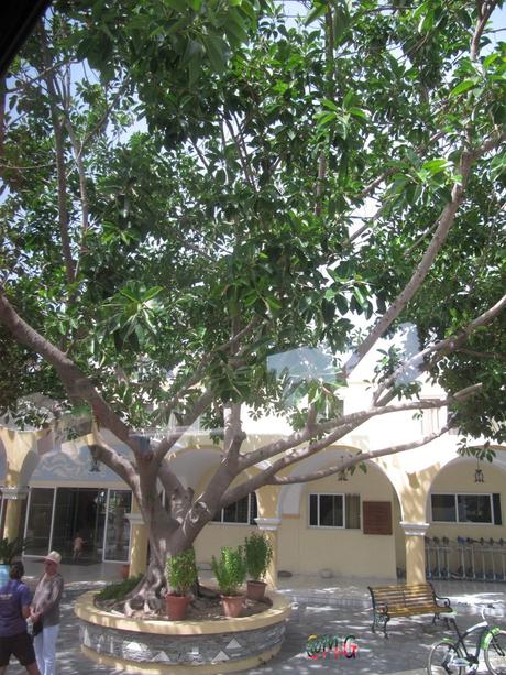 L'Ile "village vacances Achilléas