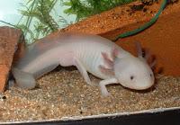 La rencontre de la salamandre d'axolotl
