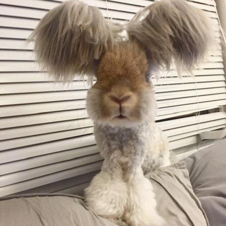 Wally le lapin avec des oreilles en forme d’ailes est-il un fake? Wally le lapin avec des oreilles en forme d’ailes est-il un fake?