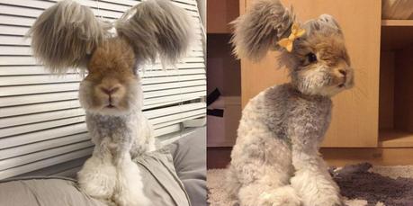 Wally le lapin avec des oreilles en forme d’ailes est-il un fake? Wally le lapin avec des oreilles en forme d’ailes est-il un fake?