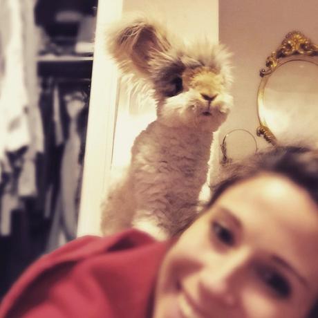 Wally le lapin avec des oreilles en forme d’ailes est-il un fake? Wally le lapin avec des oreilles en forme d’ailes est-il un fake?