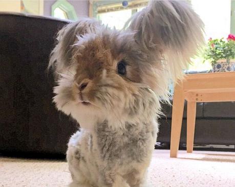 Wally le lapin avec des oreilles en forme d’ailes est-il un fake? Wally le lapin avec des oreilles en forme d’ailes est-il un fake?