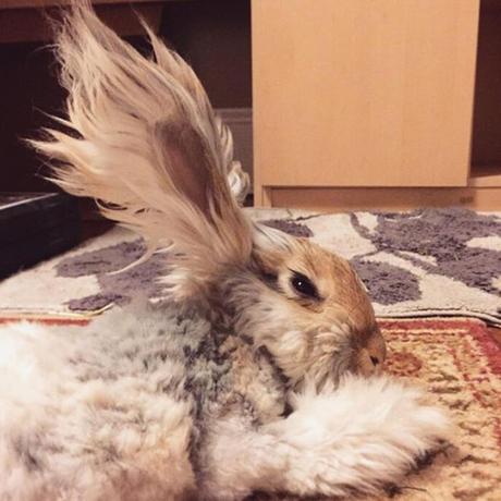 Wally le lapin avec des oreilles en forme d’ailes est-il un fake? Wally le lapin avec des oreilles en forme d’ailes est-il un fake?