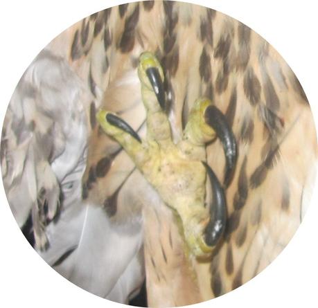 Divers - Sacrée bestiole Divers - Sacrée bestiole