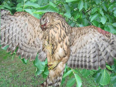 Divers - Sacrée bestiole Divers - Sacrée bestiole