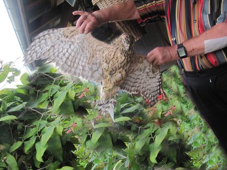 Divers - Sacrée bestiole Divers - Sacrée bestiole